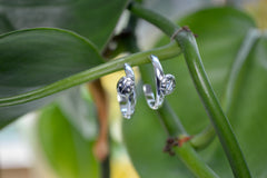 Mismatching ladybug hoop earrings hanging on a philodendron plant vine